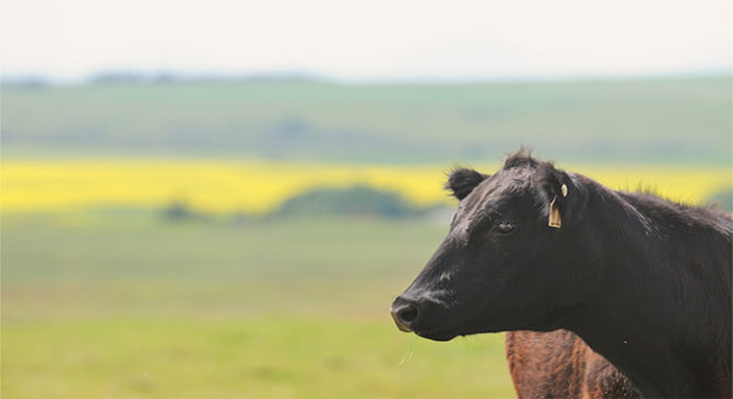 Farmers: Do You Have an Ag Marketing Strategy?